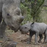 Hands-on rhino conservation