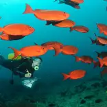 Marine volunteering Mozambique