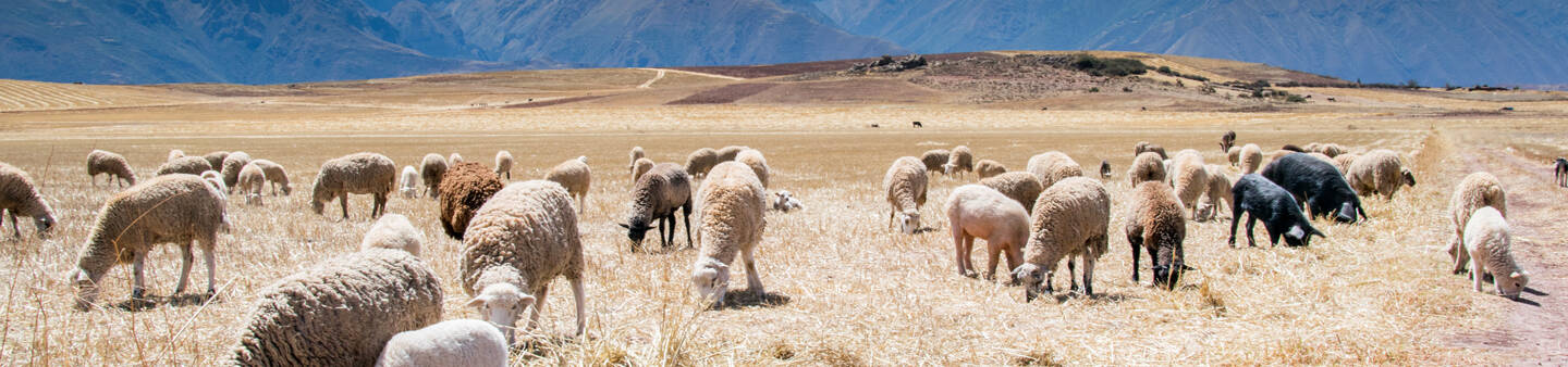 High School Abroad in Peru