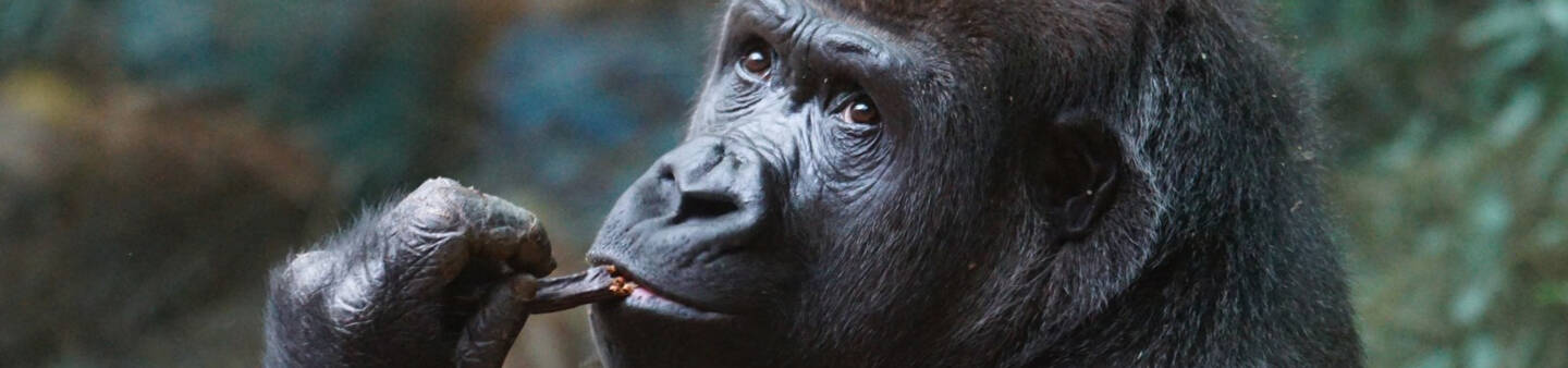 Volunteer with Primates Abroad
