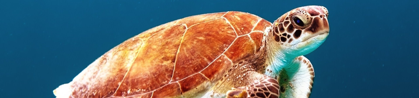 Sea Turtle Volunteer Programs Abroad