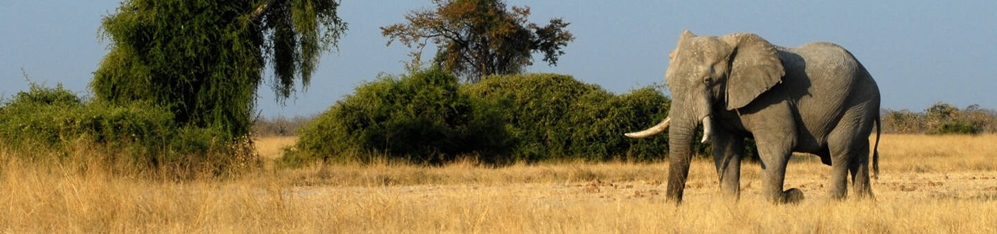 Volunteer Work with Elephants Abroad