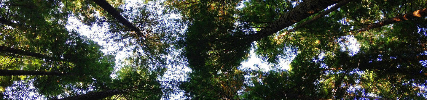 Reforestation Volunteer Projects Abroad
