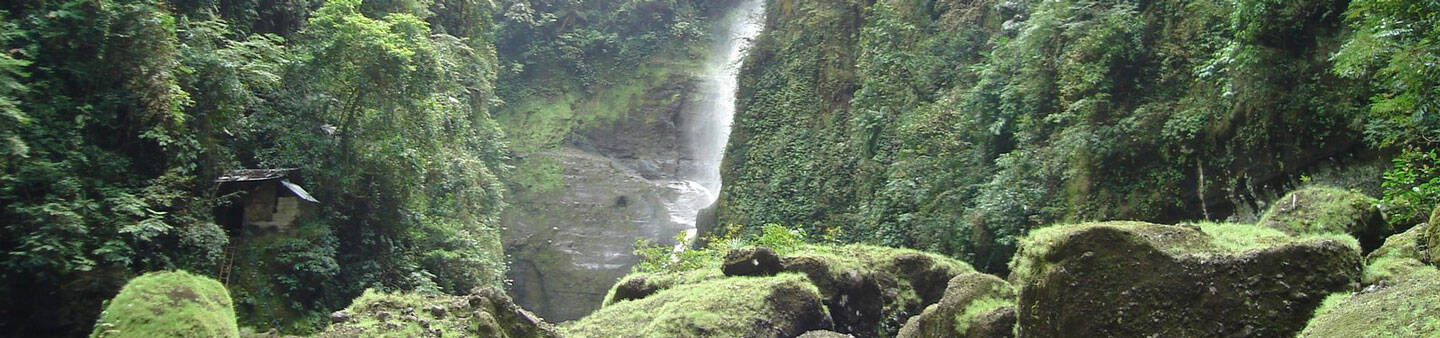 Micronesia Rainforest