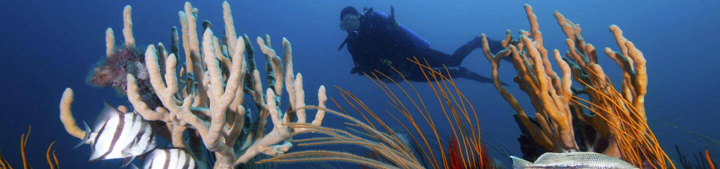 Study Biology Abroad