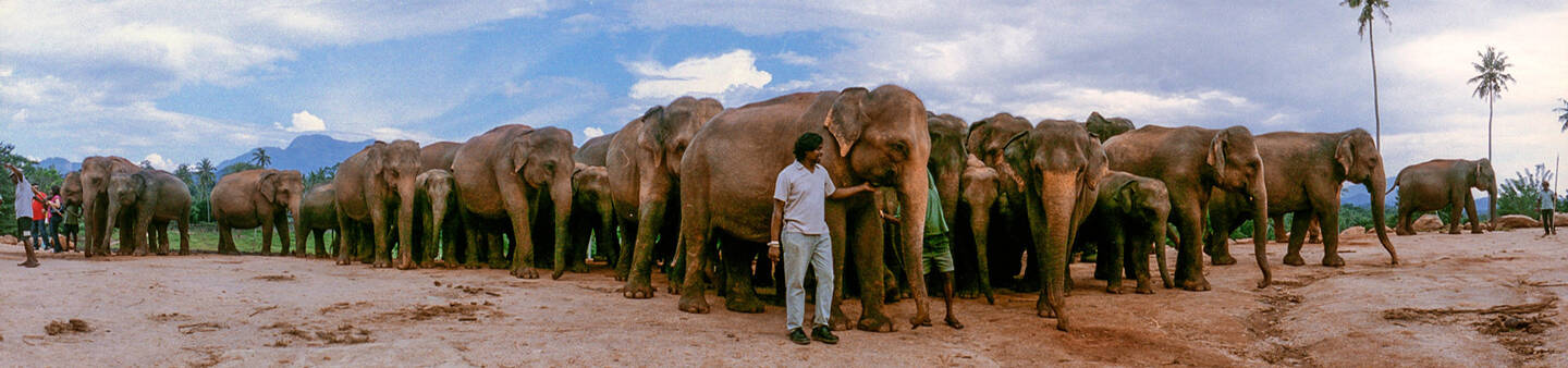 Veterinary Service Volunteer Abroad Programs
