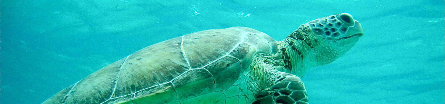 Marine Conservation Volunteer Abroad Programs