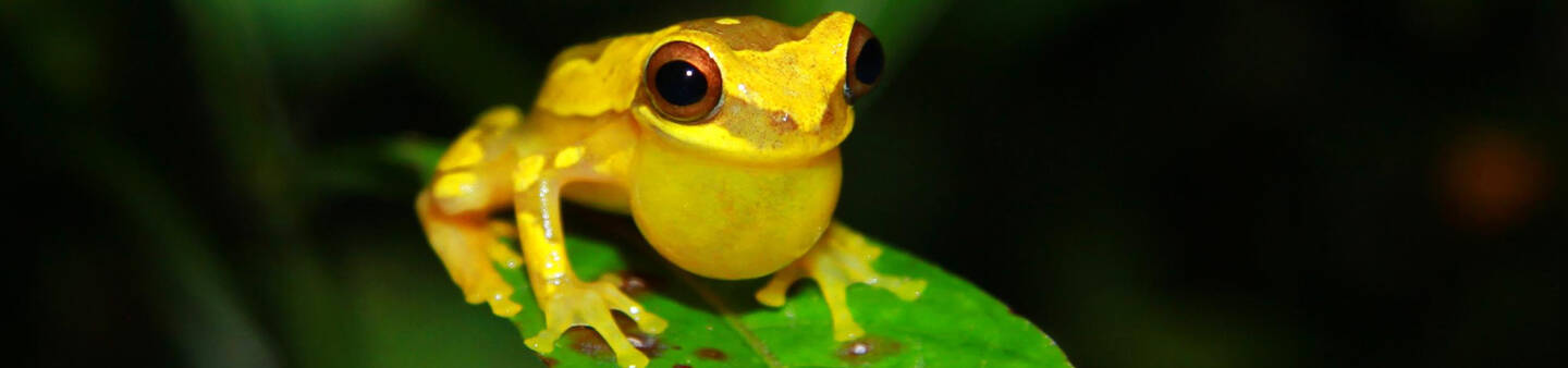 Environmental Conservation Programs Abroad