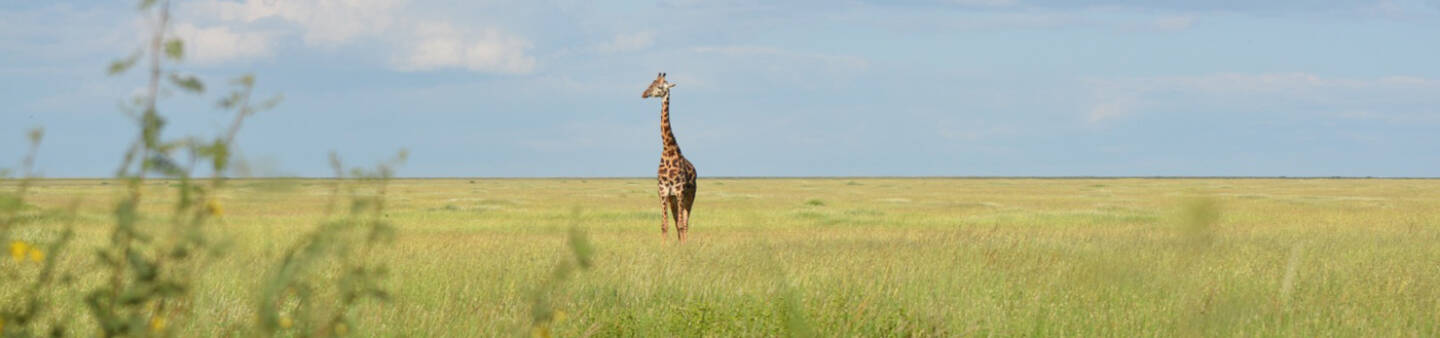Environmental Internships Abroad