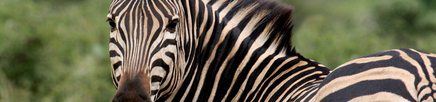 Volunteer in Mozambique