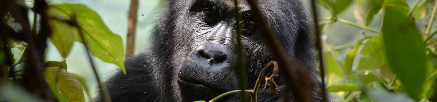 Volunteer in Rwanda