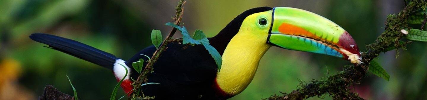 Gap Year in Costa Rica