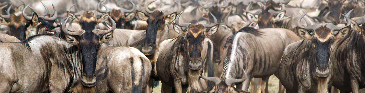 Study Abroad in Tanzania