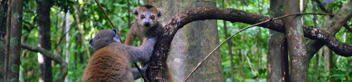 Study Abroad in Madagascar