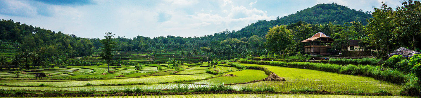 Study Abroad in Indonesia