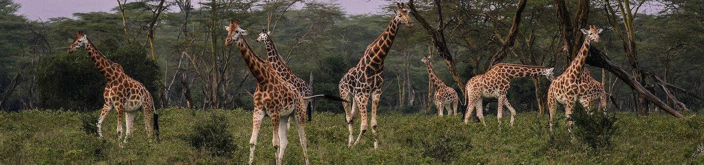 Learn Swahili