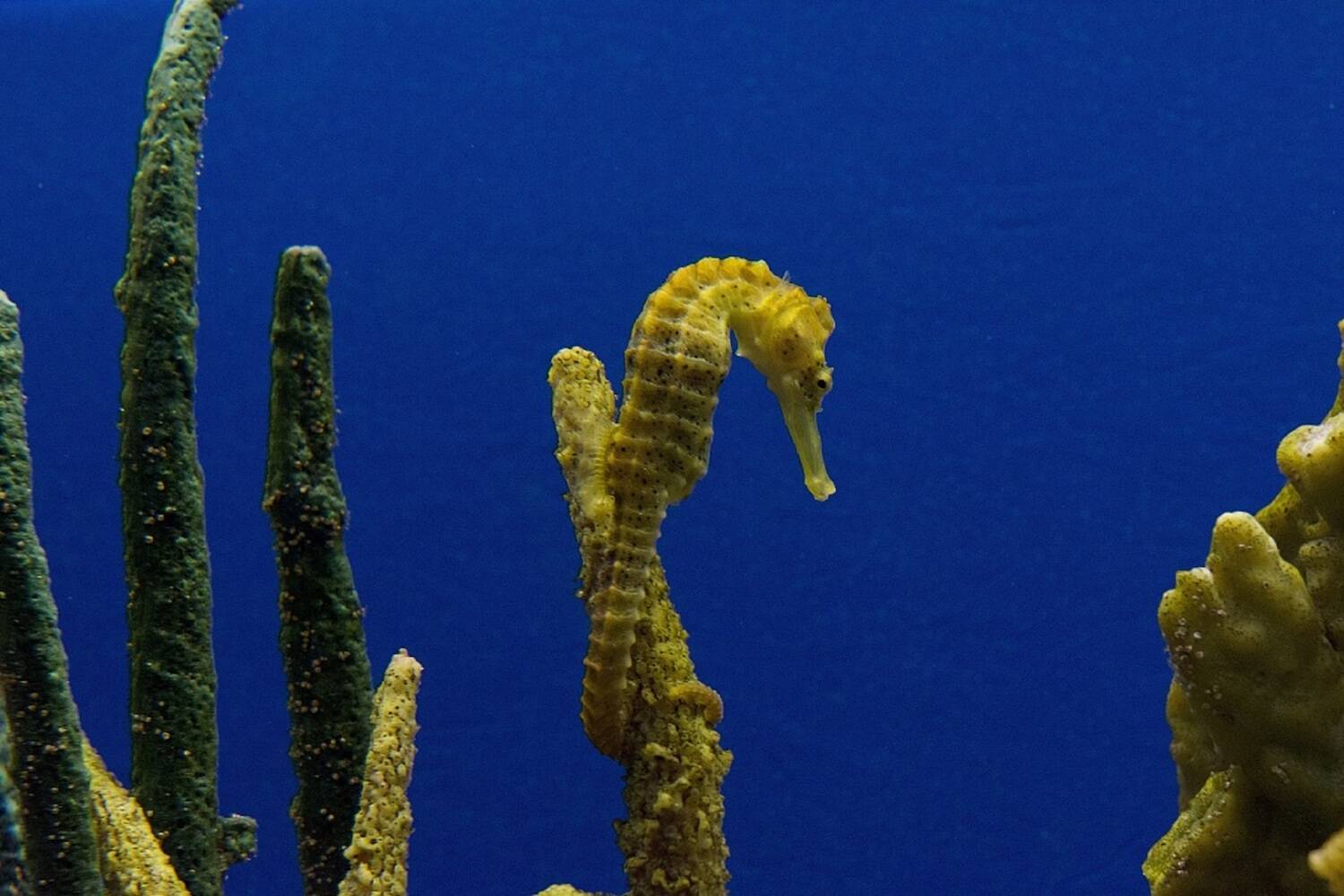 Study Marine Biology Abroad