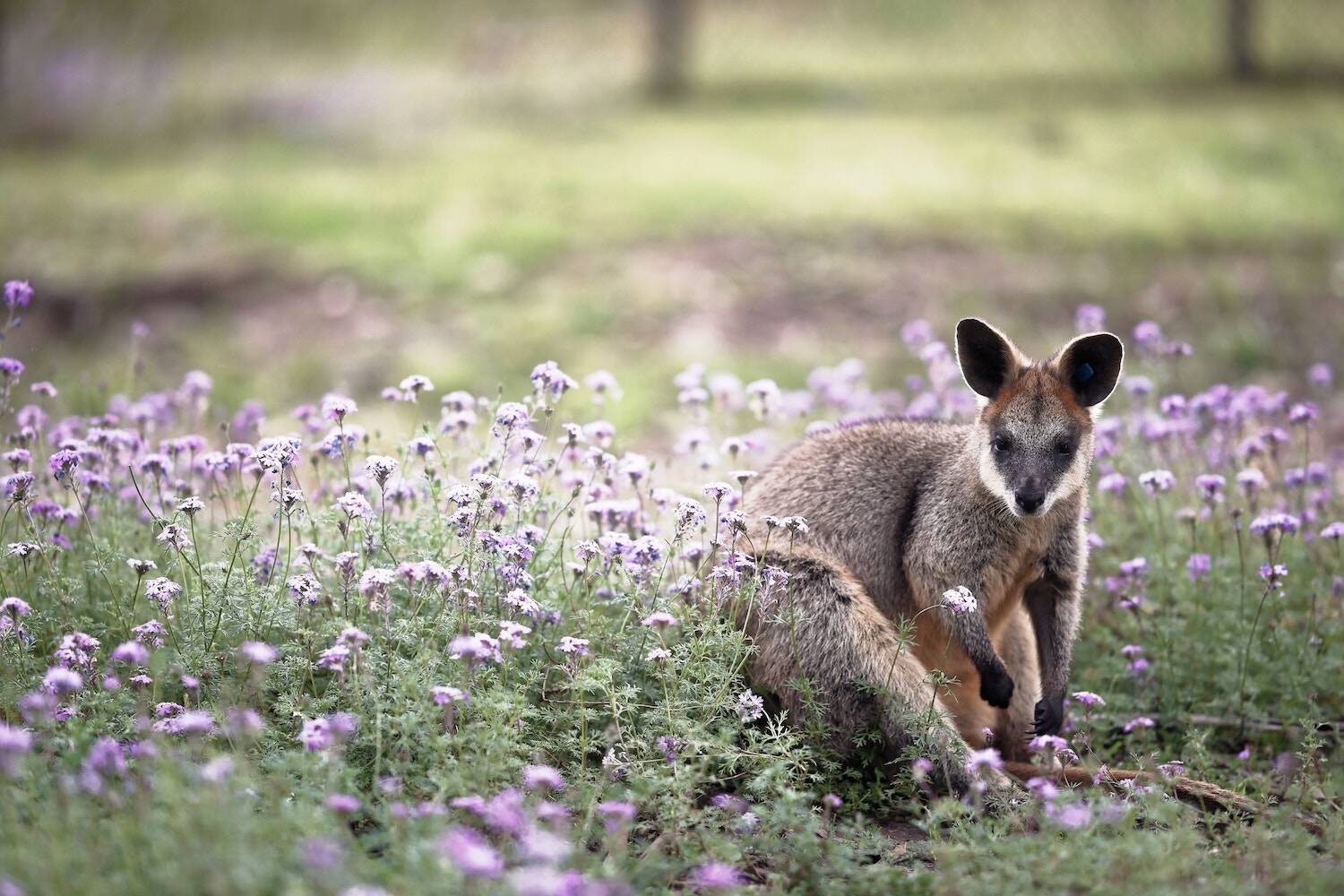 Study Abroad in Adelaide, Australia