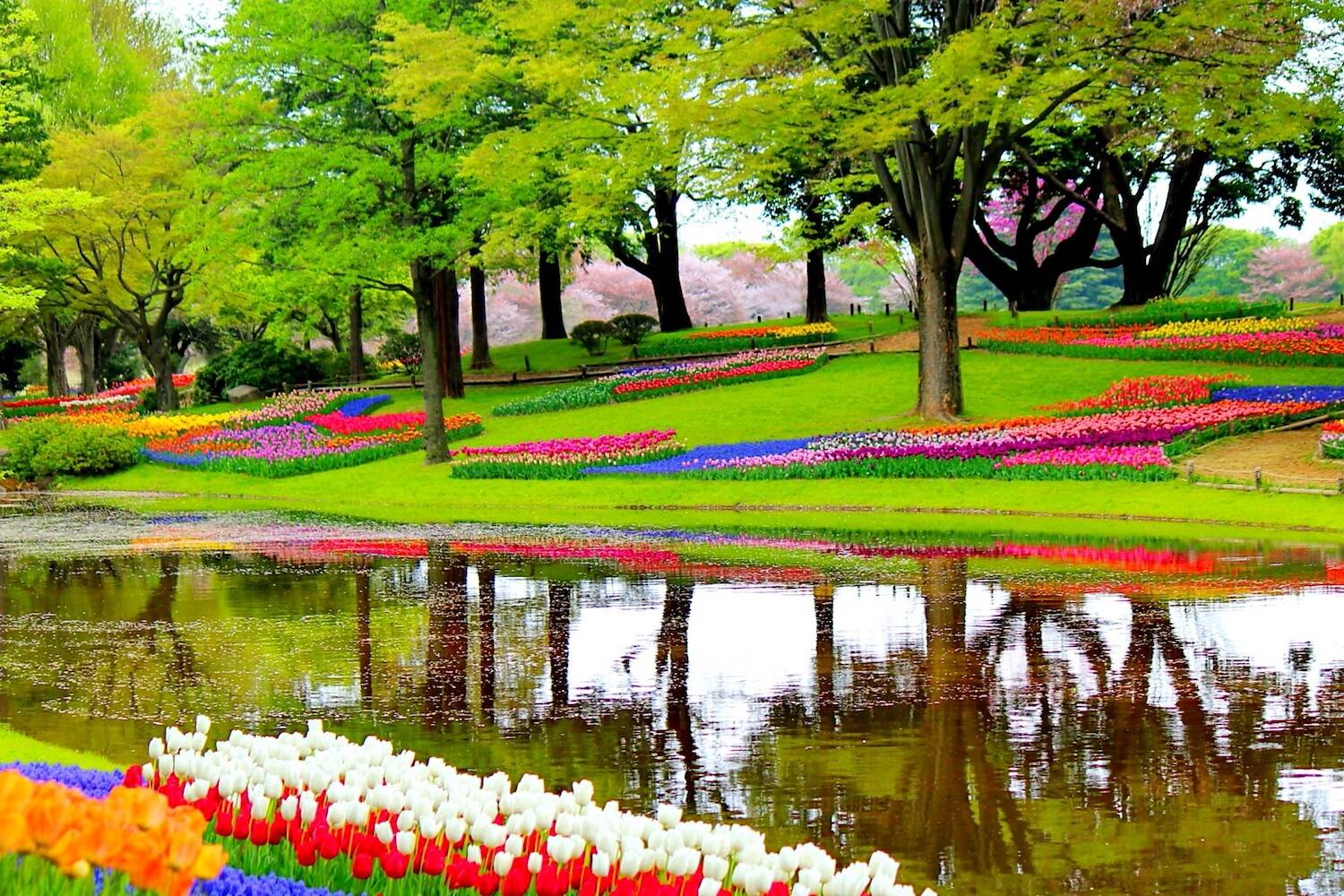 Learn Dutch in the Netherlands