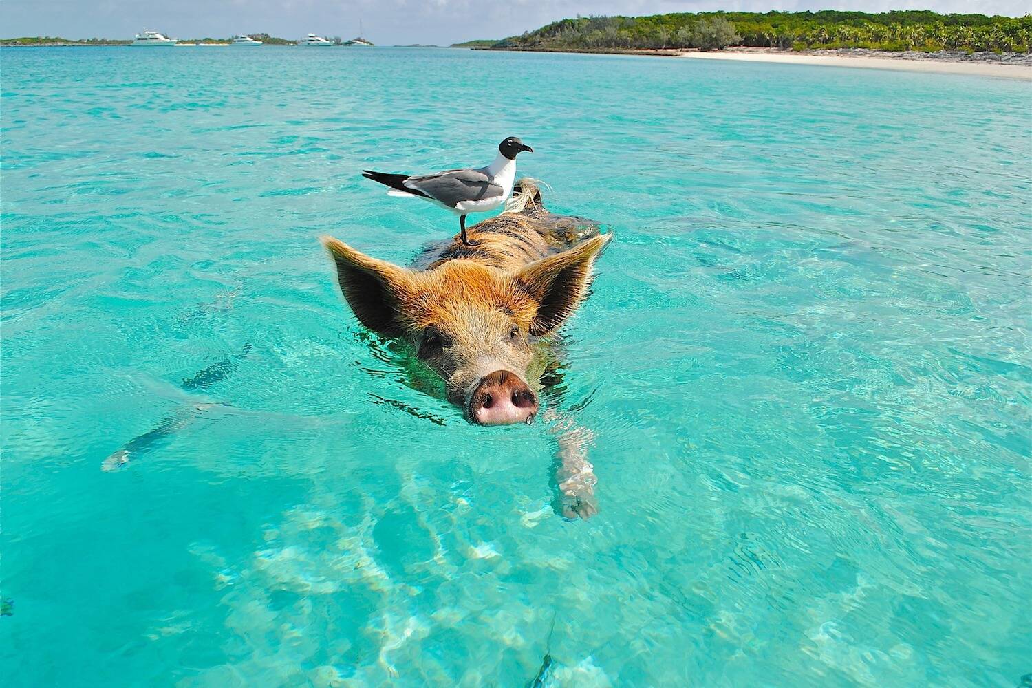 Learn English in the Bahamas