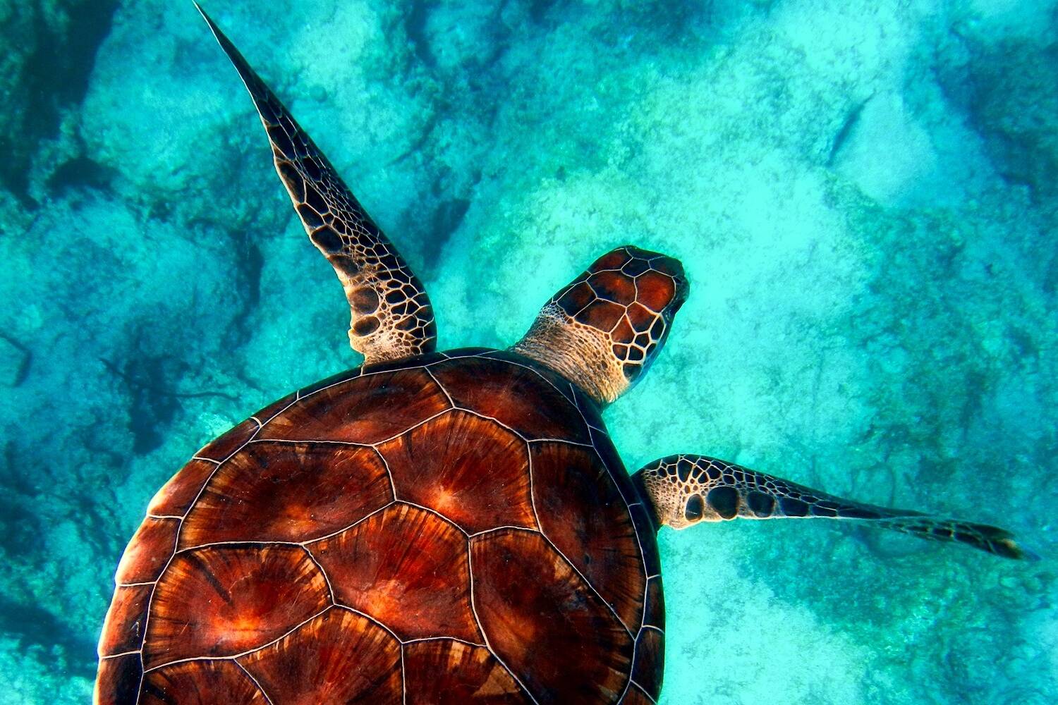 Conservation CLP Header