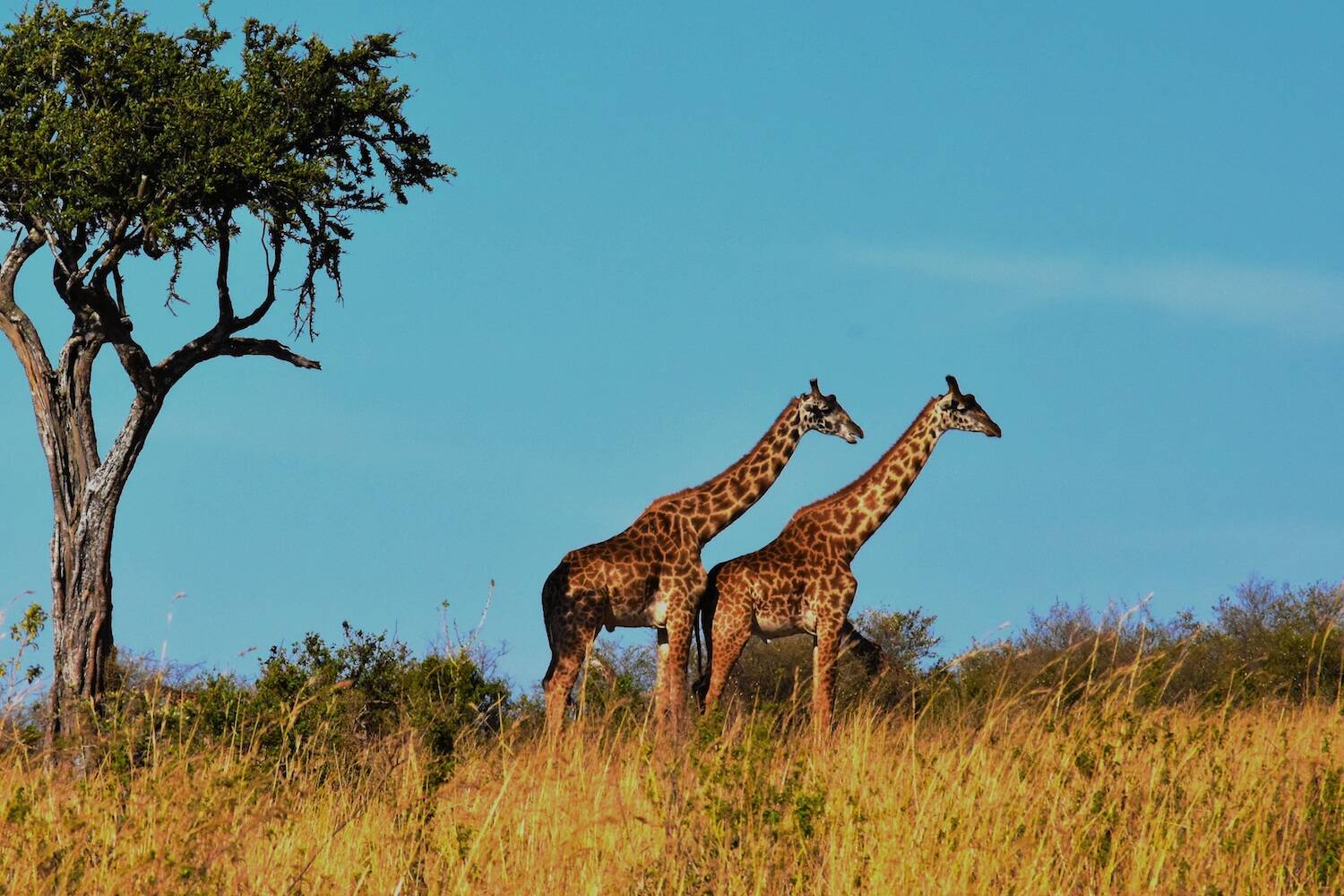 Tanzania CLP Header