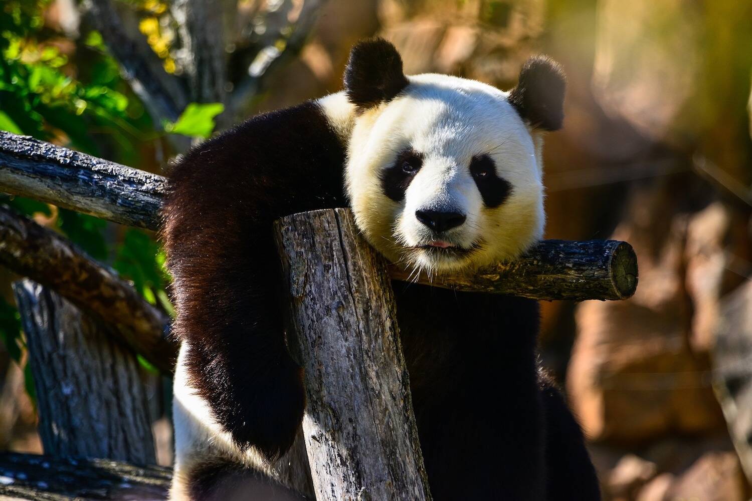 Panda CLP Header