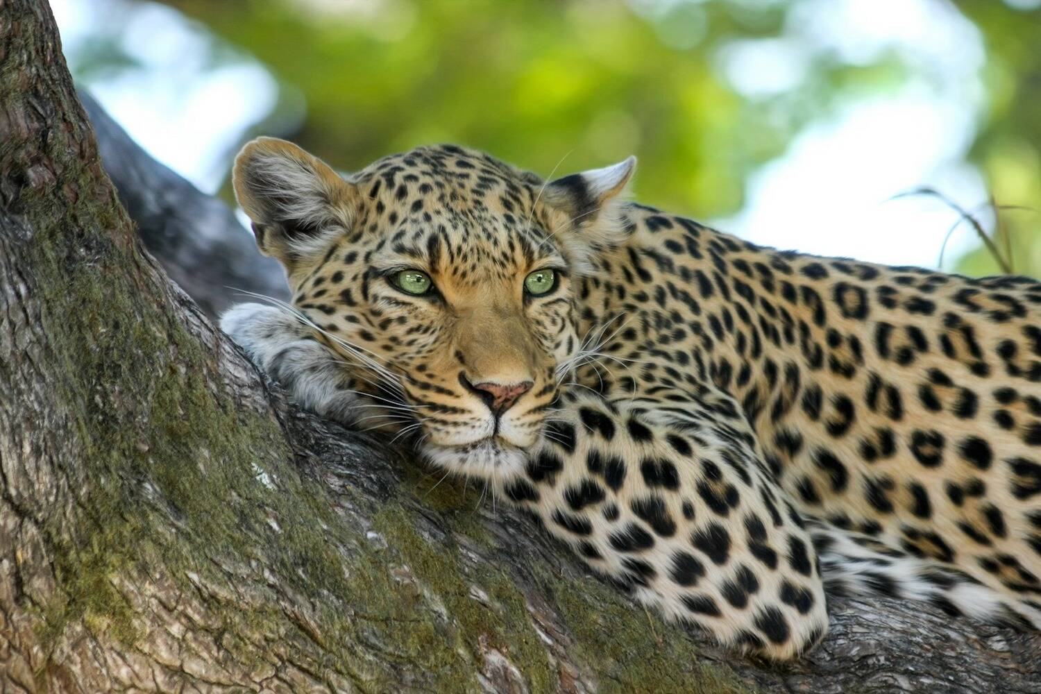 Africa CLP Header