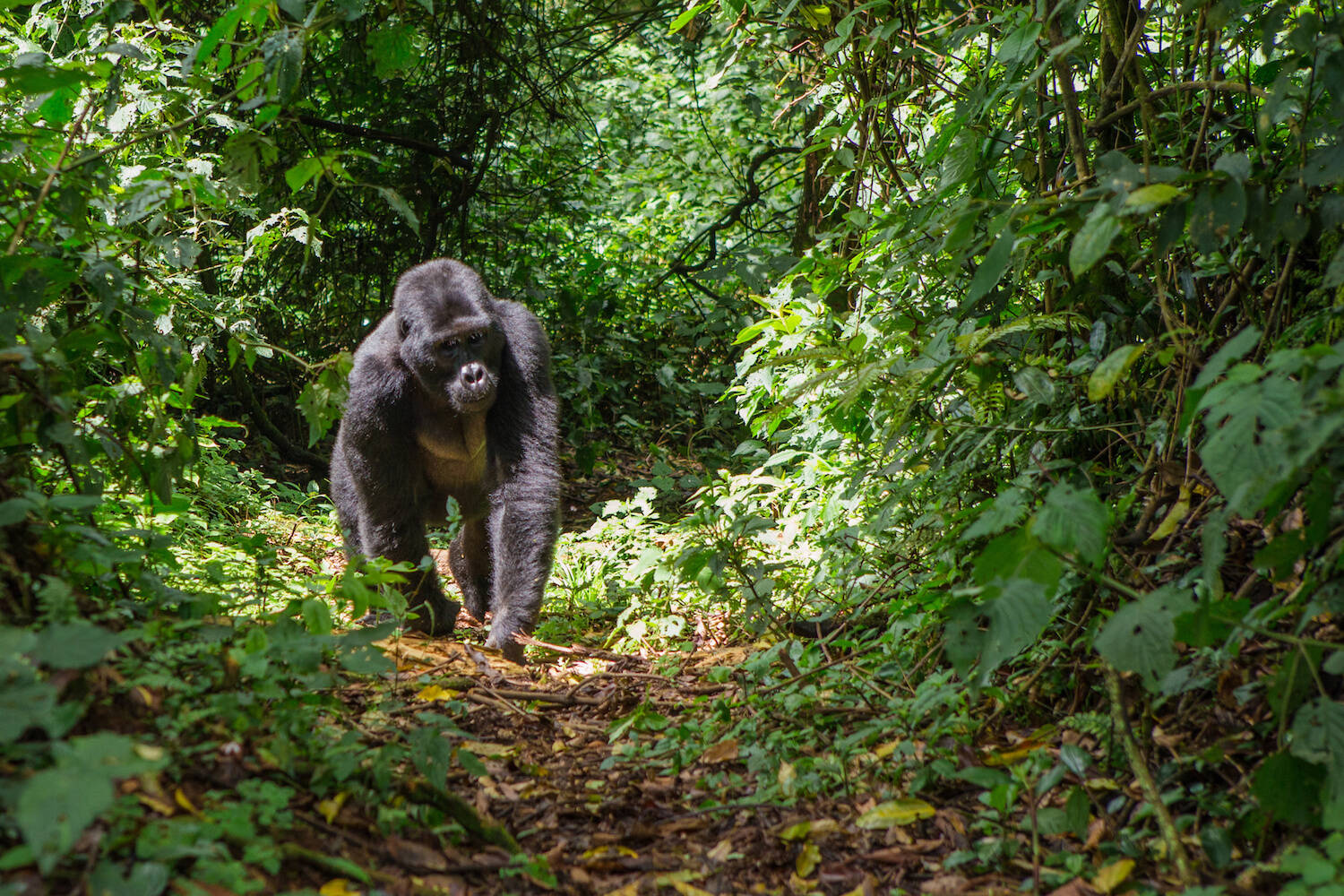 Uganda CLP Header