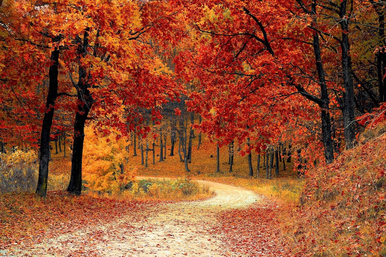 Fall study abroad