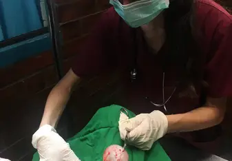 Vet Pro 
