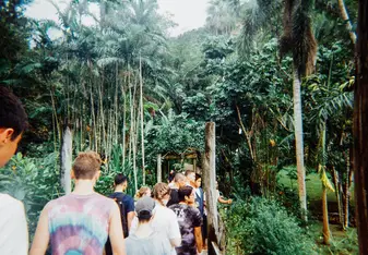 Fijian Forest