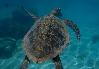 Turtle in a marine nationalparc- Nosy Tanikely