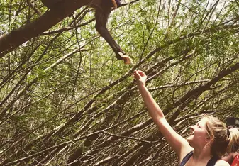 feeding bamboos 