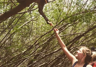 feeding bamboos 