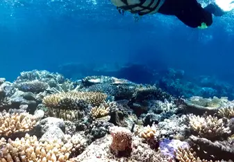 Snorkel in the Great Barrier Reef