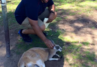 man petting kangaroo brisbane australia