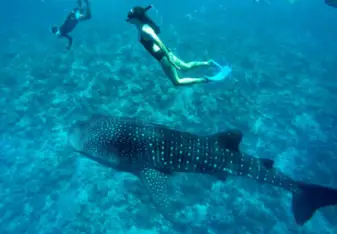 Diving 