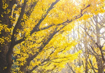 Autumn Foliage