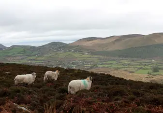 OPC Kerry Way hike -- no trip to Ireland is complete without a picture of sheep