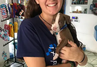 A rescue puppy at a veterinary clinic 
