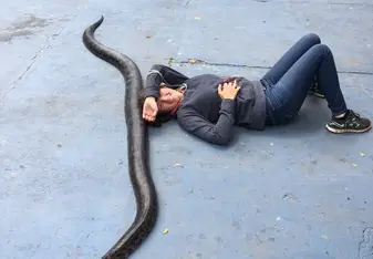 The biggest snake at Antigua Exotic