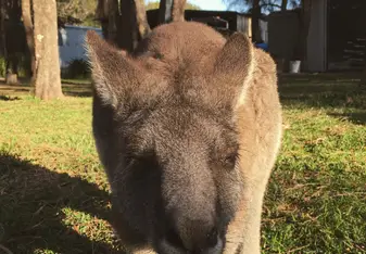Kangaroo 