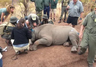 Rhino