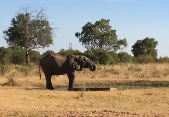 Elephant 