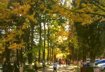 Ginkgo Lane, Yunnan University campus