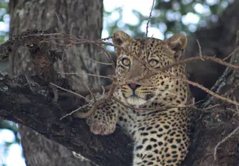 Leopard