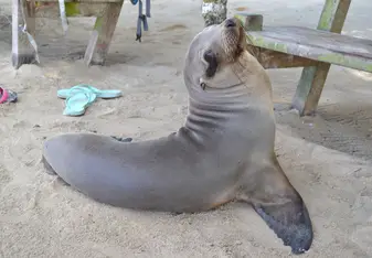 Galapagos sea-lion
