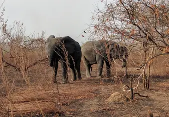 Elephants in Ghana