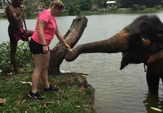 Feeding elephants 